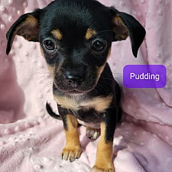 Thumbnail photo of Pudding #1