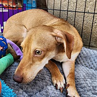 adopt a pet