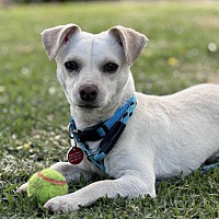 adopt a pet