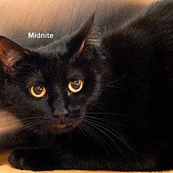 Thumbnail photo of Midnite #1