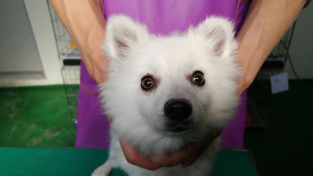 Ft Collins Co Pomeranian Meet Casper A Pet For Adoption