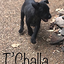 Thumbnail photo of T'Challa ~ adopted! #4