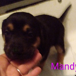 Thumbnail photo of Mandy #3