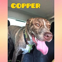 Thumbnail photo of Copper #2