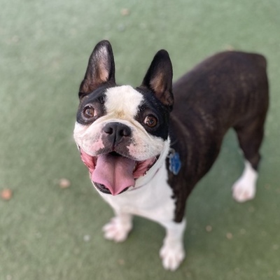 Phoenix, AZ - Boston Terrier. Meet South Paw a Pet for Adoption ...