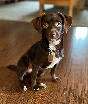 Sagaponack, NY - Chiweenie/Boykin Spaniel. Meet My Girl a Pet for ...