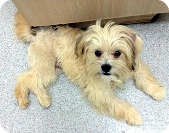 maltese silky terrier