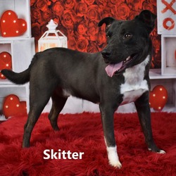 Photo of Skitter