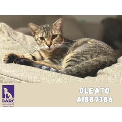 Photo of OLEATO