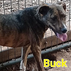 Thumbnail photo of BUCK   98511300830673 #2