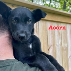 Thumbnail photo of Acorn #2