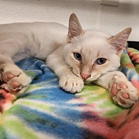 adopt a pet