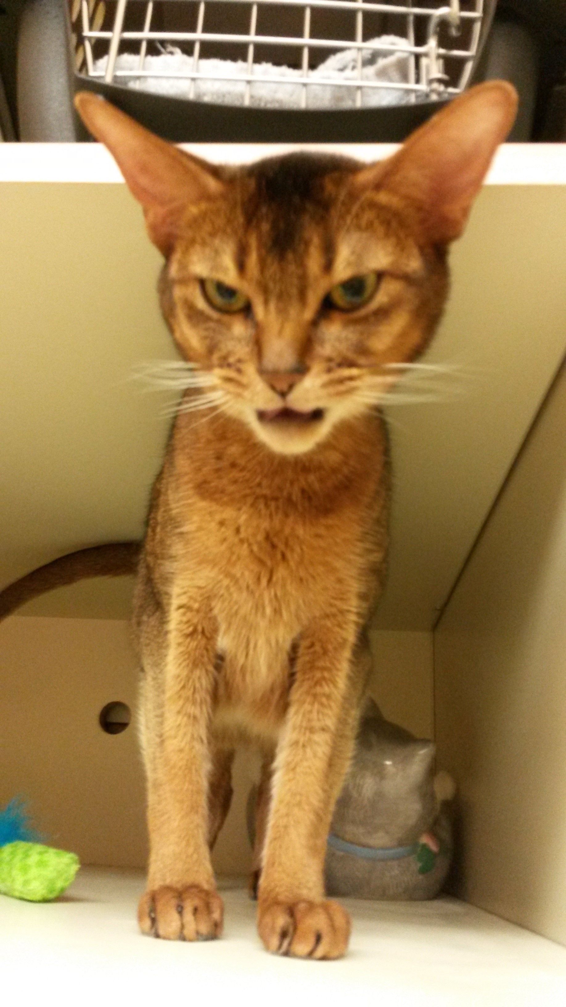 Salem, NH - Egyptian Mau. Meet Keva a Cat for Adoption. Salem, NH - Egyptian Mau. Meet Keva a Cat for Adoption.