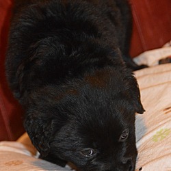 Thumbnail photo of Portia~adopted! #3