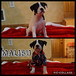 Thumbnail photo of Malibu #4