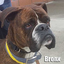 Thumbnail photo of Bronx #1