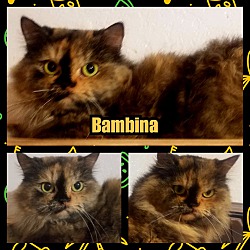 Thumbnail photo of Bambina #2