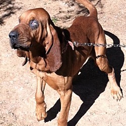 Photo of Jake The Bloodhound