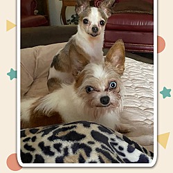 bonded pet photo