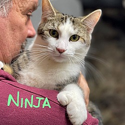 Photo of Ninja: Big Paws, Big Heart