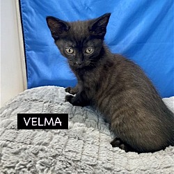 Photo of CAT-U1F-VELMA