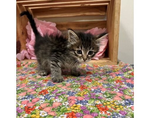 Tangent, OR - Domestic Shorthair. Meet Trails West a Pet for Adoption ...