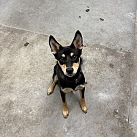 adopt a pet