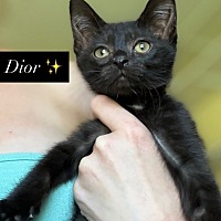 adopt-pet