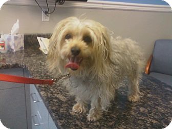 silky terrier poodle mix