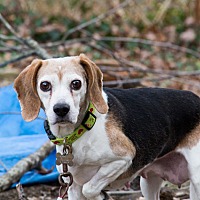 Beagle Puppies For Sale In Maryland Adoptapet Com