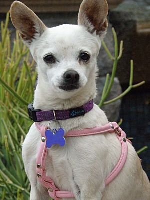 Anaheim Hills, CA - Chihuahua. Meet Minuet a Pet for Adoption ...