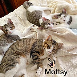 Thumbnail photo of Mottsy #2