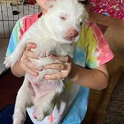 Photo of Tripp