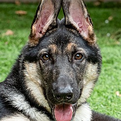 Photo of Levi von Laar