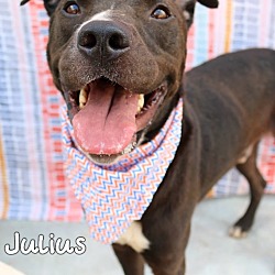 Photo of Julius