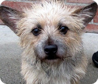 cairn terriers for adoption