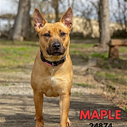 Photo of Maple