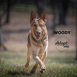 Thumbnail photo of Woody 3066 #4
