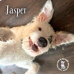 Thumbnail photo of Jasper #3