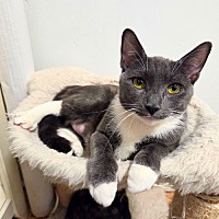 adopt a pet