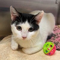 adopt a pet