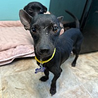 adopt a pet