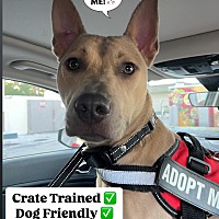 adopt a pet