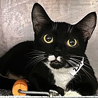 adopt a pet
