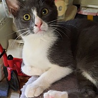 adopt a pet