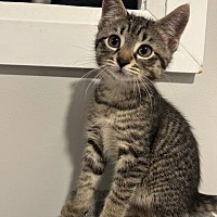 adopt-pet