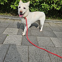 adopt-pet