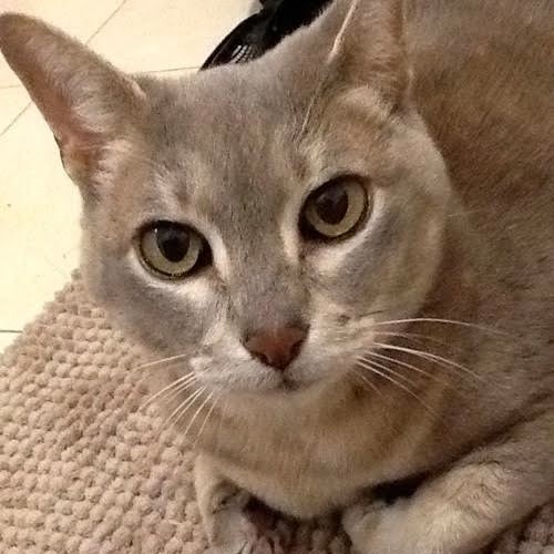Toronto On Abyssinian Meet Squeak A Pet For Adoption