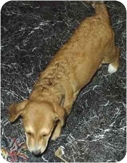 Buffalo Ny Golden Retriever Meet Penny A Pet For Adoption