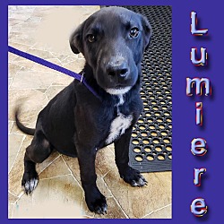 Photo of Lumiere